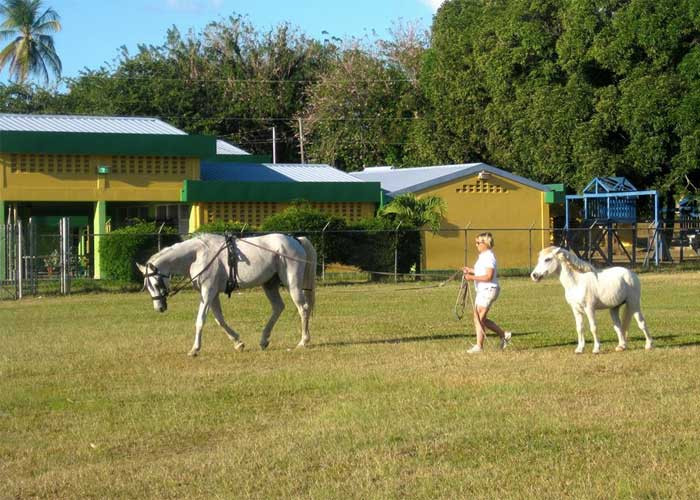 Driving Horses!